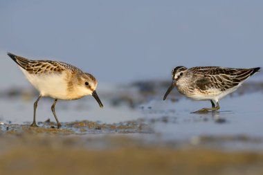 Küçük ölçü ve ölçü birlikte geniş gagalı Haliç kıyısında besleme. Her kuş kimlik özellikleri iyi görünür.