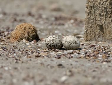 The eggs of stone curlew In the natural habitat on the nest. clipart