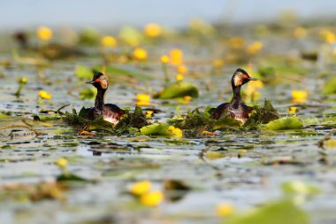 Siyah boyunlu batağan içinde yuva inşa tüyleri doğurmak.
