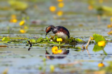 Siyah boyunlu batağan içinde yuva inşa tüyleri doğurmak.