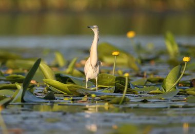 Alaca balıkçıl yumuşak sabah ışık ile doğal ortamlarında.