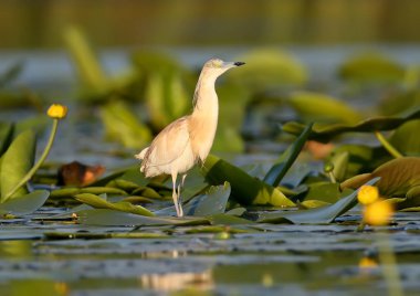Alaca balıkçıl ve doğal yaşam ile yumuşak sabah ışık çiçek.