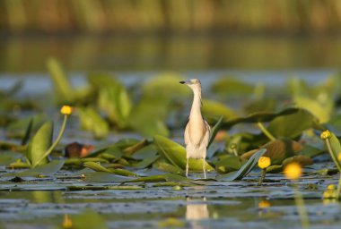 Alaca balıkçıl ve doğal yaşam ile yumuşak sabah ışık çiçek.