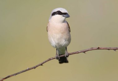 Önden Görünüm yumuşak sabah ışık erkek kırmızı sırt örümcek kuşu portresi kapat.