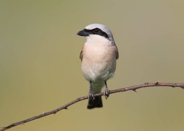 Önden Görünüm yumuşak sabah ışık erkek kırmızı sırt örümcek kuşu portresi kapat.