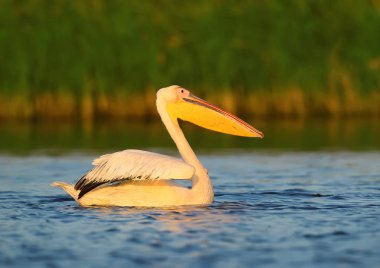 Çok güzel bir sabah ışık beyaz Pelikan portresi kapatın.