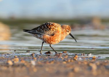 Kızıl kum kuşu (Calidris ferruginea) yumuşak sabah ışık