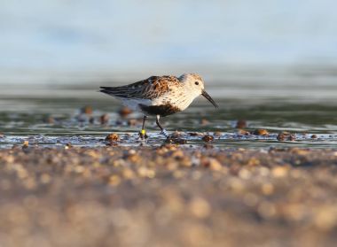 Dunlin halkalar ile sahilde yürümek
