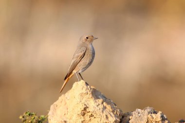 Yumuşak sabah ışık yere ortak kızılkuyruk