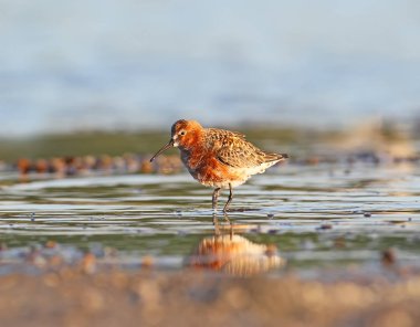 Kızıl kum kuşu (Calidris ferruginea) yumuşak sabah ışık ve üreme kuş tüyü.