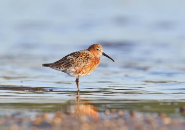 Kızıl kum kuşu (Calidris ferruginea) yumuşak sabah kuş tüyü ıslahı ile ışık.