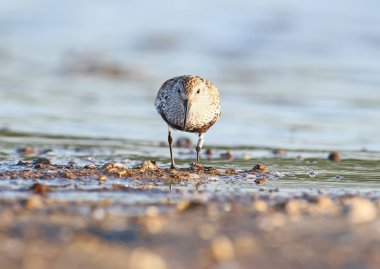 Dunlin bacak bir halka açık portresi.