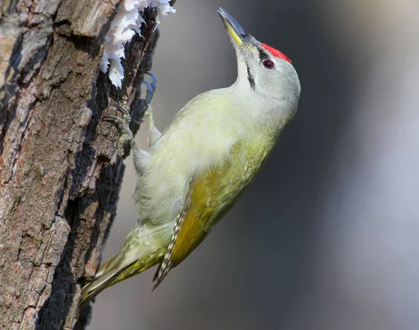 Yumuşak güneş ışığı ağacında üzerinde erkek gri ağaçkakan.