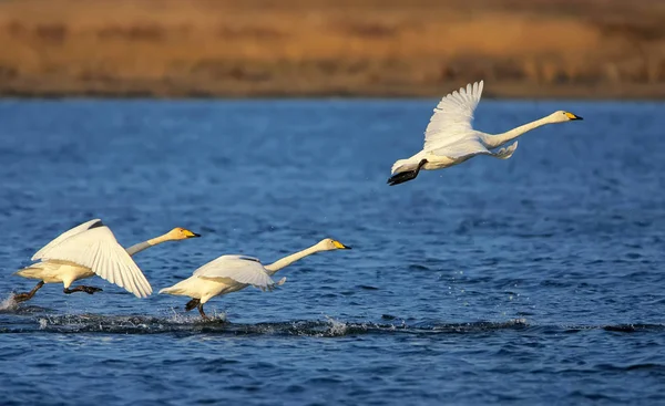 Üç ötücü kuğu, denizden al.