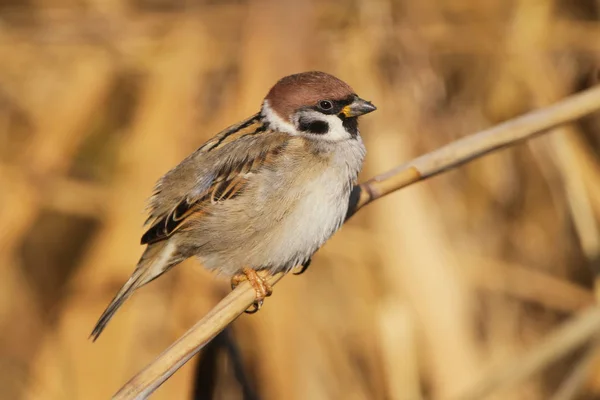 Vrabčí hory leží na tenký reed v měkké ranním světle — Stock fotografie