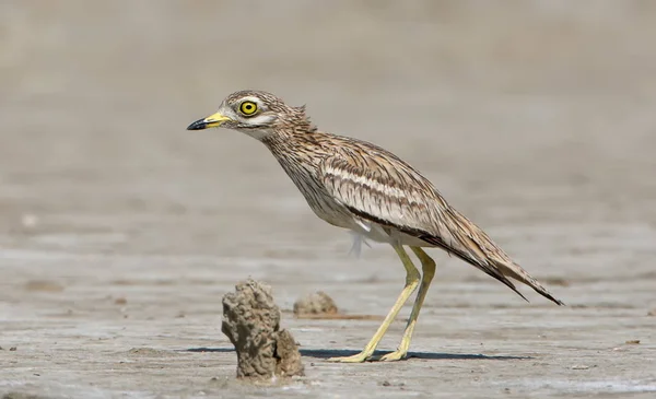 The stone curlew In the natural habitat. — Stock Photo, Image