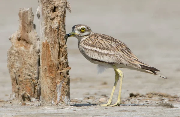 De stenen Wulp In de natuurlijke habitat. — Stockfoto