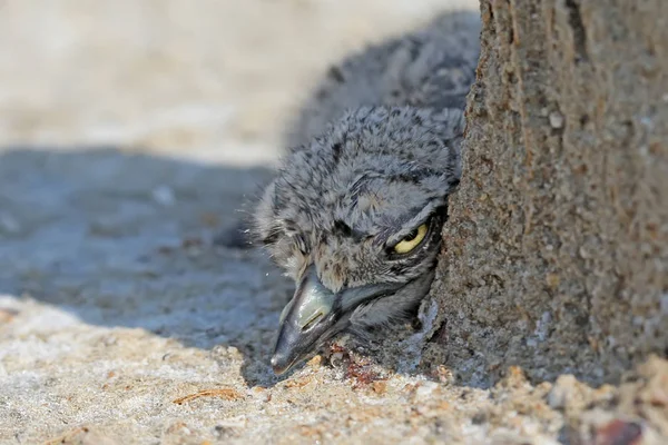 Apenas eclodiu de um pintainho de ovo de curlew de pedra eurasian — Fotografia de Stock