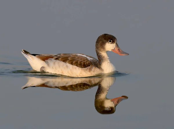 Il giovane scaffale comune (Tadorna tadorna) nuota nella morbida luce del mattino . — Foto Stock