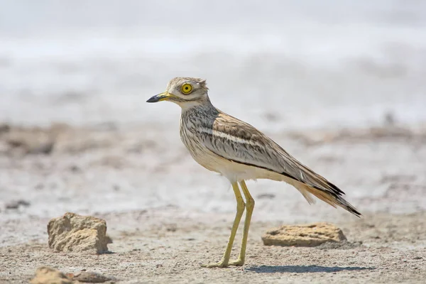 The stone curlew In the natural habitat close up portrait. — Stock Photo, Image
