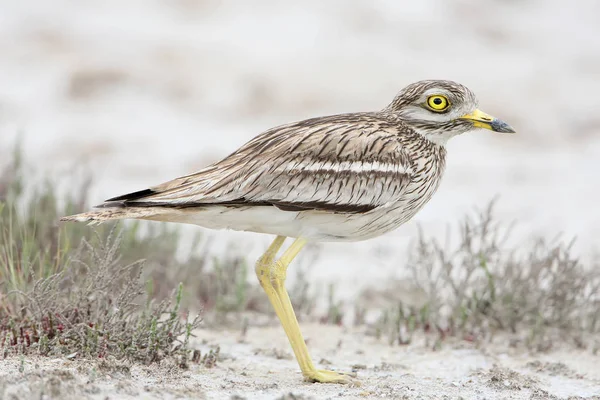 De stenen Wulp In de natuurlijke habitat close-up portret. — Stockfoto