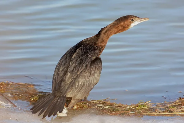 Pequeño cormorán sentado en la orilla y mira la cámara. Los signos de identificación del ave y la estructura de las plumas son claramente visibles . — Foto de Stock