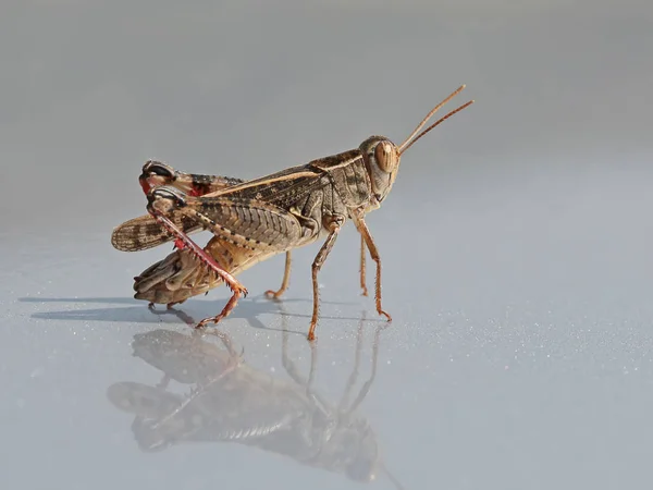 A large grasshopper is photographed on a shiny metal surface. — Stock Photo, Image