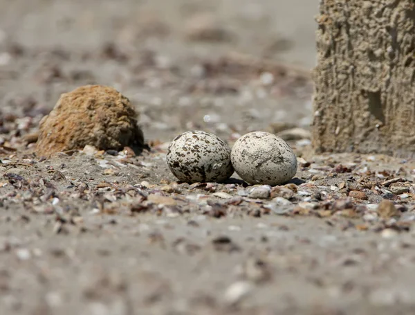 The eggs of stone curlew In the natural habitat on the nest. — Stock Photo, Image