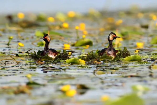 Siyah boyunlu batağan içinde yuva inşa tüyleri doğurmak.