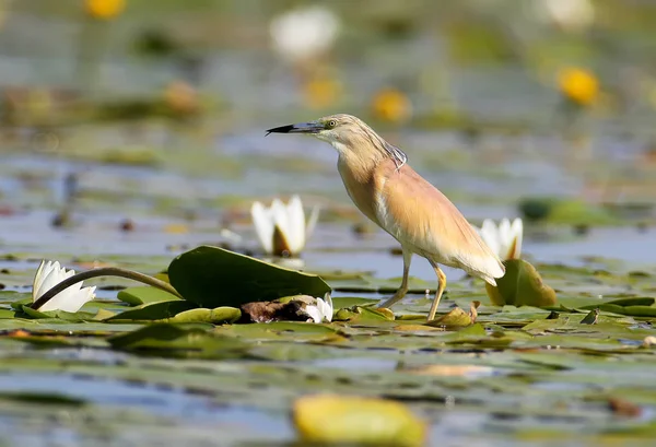 A garça squacco é cercada por lírios brancos . — Fotografia de Stock