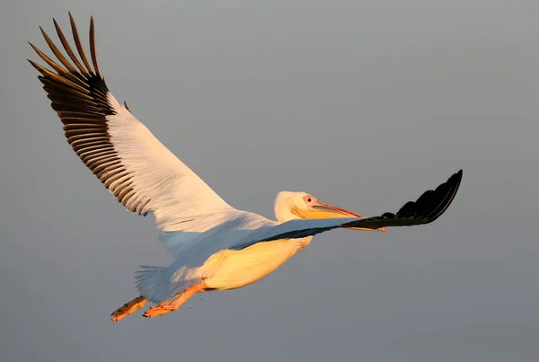 Beyaz Pelikan uçuş gündoğumu doğru — Stok fotoğraf