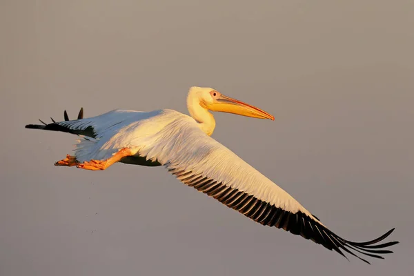 Voo pelicano branco em direção ao nascer do sol em luz suave da manhã . — Fotografia de Stock