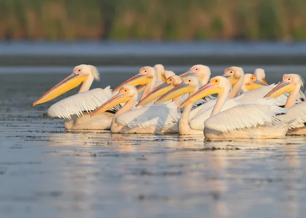 Eine Schar weißer Pelikane schwimmt im sanften Morgenlicht am See entlang. — Stockfoto