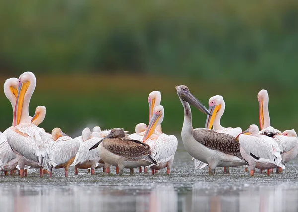 Große Schar von weißen Pelikanen aus dem Donaudelta. ein junger Vogel ist schwarz. — Stockfoto