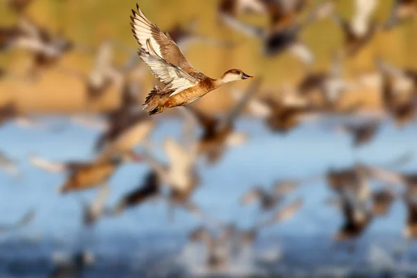 붉은 볏 pochard (Netta 루피 나)의 큰 무리를 벗으십시오. — 스톡 사진