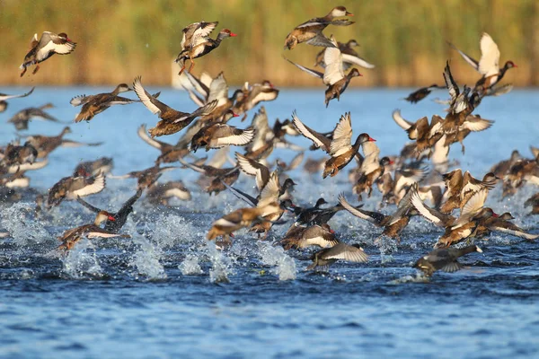 Kırmızı Tepeli patka (Netta rufina) büyük sürüsü çıkar.