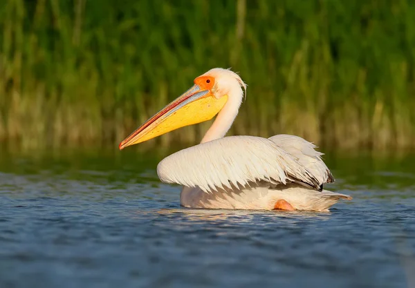 Close up retrato de pelicano branco na bela luz da manhã . — Fotografia de Stock