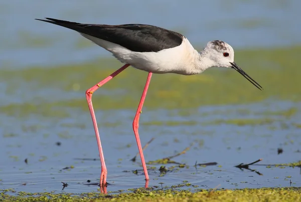 Nahaufnahme Porträt eines schwarzen geflügelten Stelzenläufers mit roten Beinen im blauen Wasser. — Stockfoto