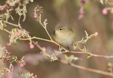 Güzel yumuşak güneş ışığı altında ortak çıvgın.