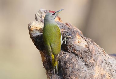 Gri ağaçkakan oturum açmaya yöneldi. Portre portre yumuşak sabah ışık.