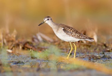 Güzel yumuşak sabah ışık ahşap düdükçünü (Tringa glareola). Portre kadar kapatın.