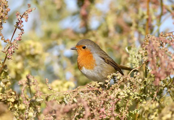 Güzel yumuşak güneş ışığı altında Avrupa robin (Erithacus rubecula). Kuş tanımlamaları belirtileri ve tüylerin yapısını açıkça izlenebiliyor.