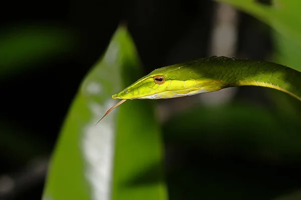 Эта фотография красивой зеленой змеи была сделана в Шри-Ланке — стоковое фото