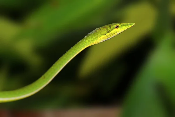 This Pretty green snake was taken in Sri Lanka Stock Image