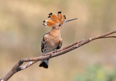 Özel dal üzerinde oturan ve fotoğrafçı kılığında bir ibibik. Kuş tanımlamaları belirtileri ve tüylerin yapısını açıkça visibl vardır
