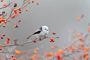 Long tailed tit posing with red berries. clipart