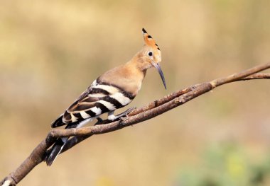 Özel dal üzerinde oturan ve fotoğrafçı kılığında bir ibibik. Kuş tanımlamaları belirtileri ve tüylerin yapısını açıkça izlenebiliyor