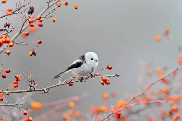 Uzun kuyruklu baştankara kırmızı meyveler ile poz.