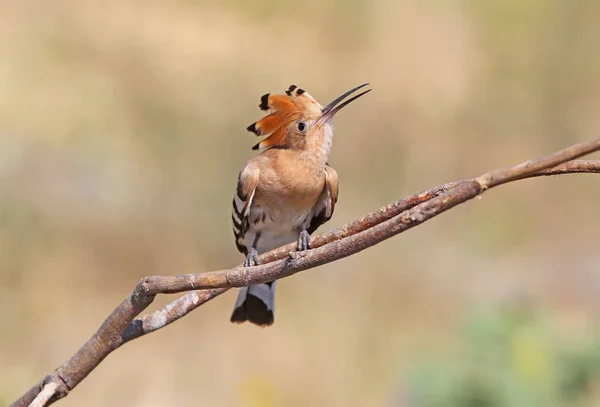 One hoopoe sitting on special branch and posing photographer.The identifications signs of the bird and the structure of the feathers are clearly visible. Photographed in soft morning light. Unusual perspective photo. — Stock Photo, Image