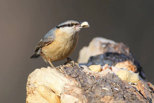 Eurasie Sittelle en pose drôle gros plan . — Photo